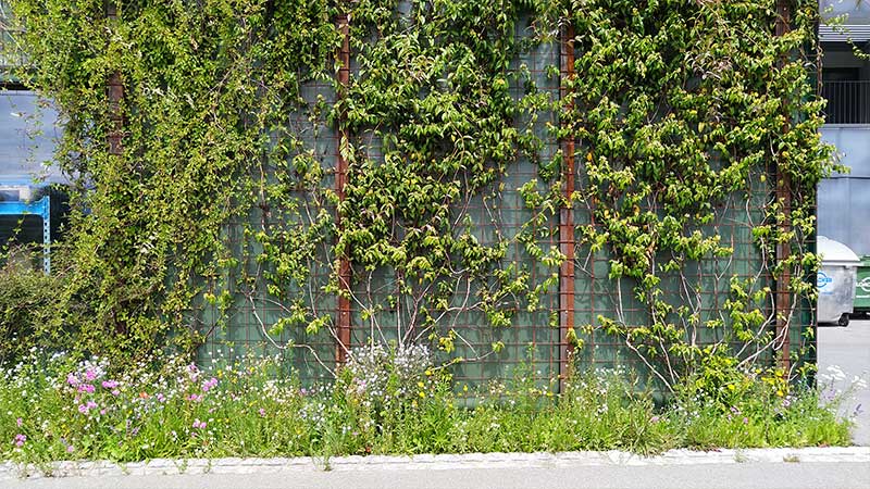 Fassadenbegrünung Quelle: Francis Hugenroth, Naturgartenplanung & Stadtnatur